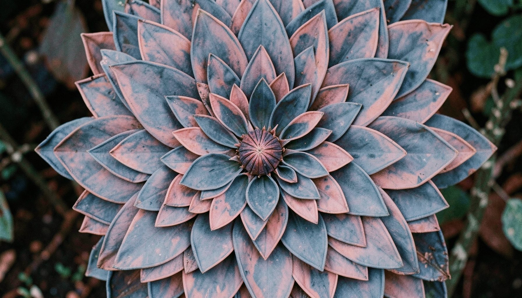 An intricate mandala-style design with layered petals in muted indigo and dusty rose tones